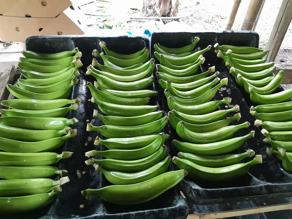 Plátano empacado