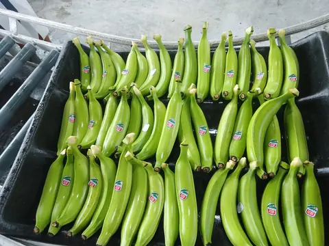 Cadena de frío