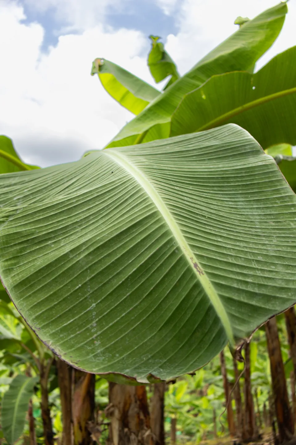 Hoja de plátano en la finca