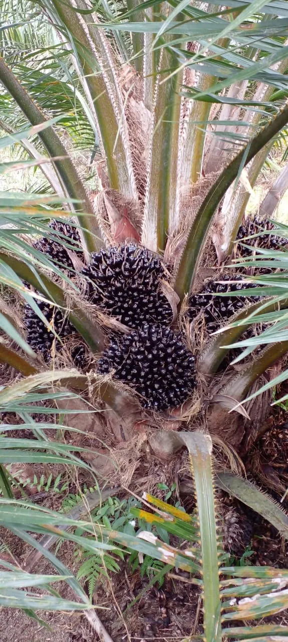 Plantación de palma aceitera