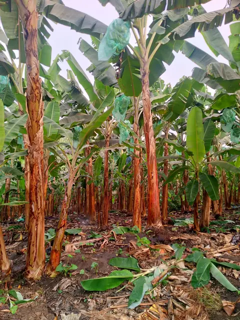 Cultivo