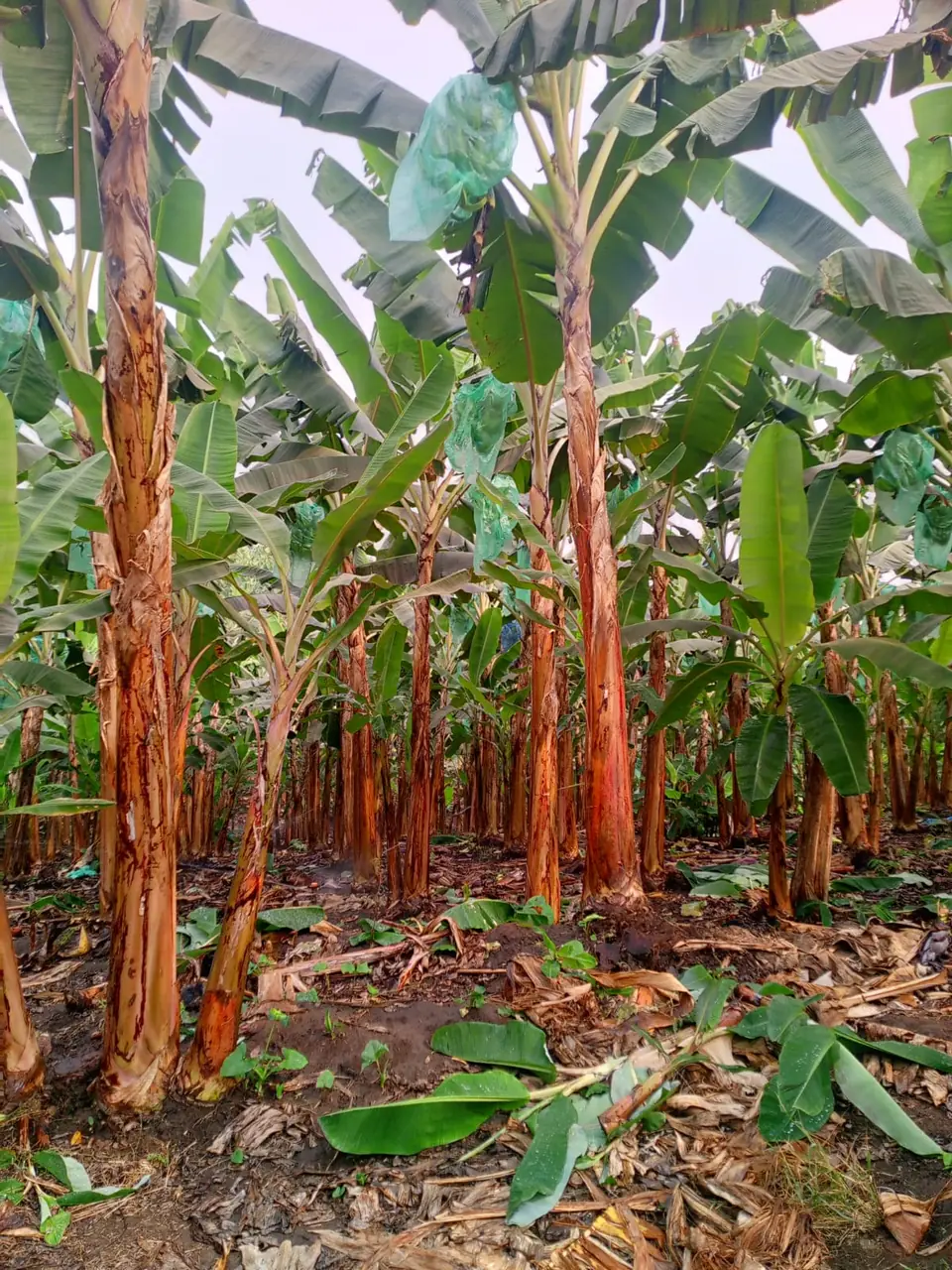 Plantación sostenible de plátano