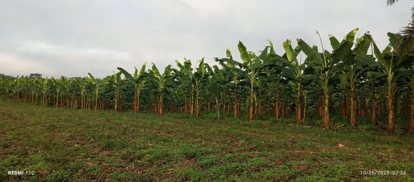 Vista de la plantación de Kanyat Fruit