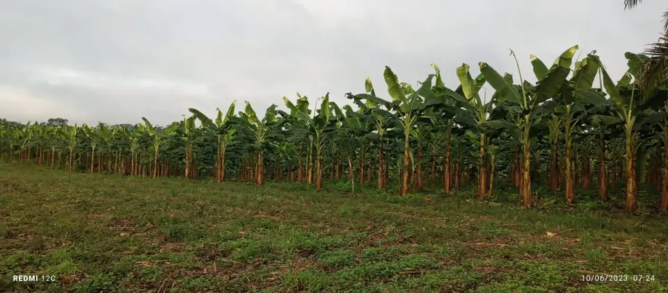 Plantación de plátano en Los Ríos