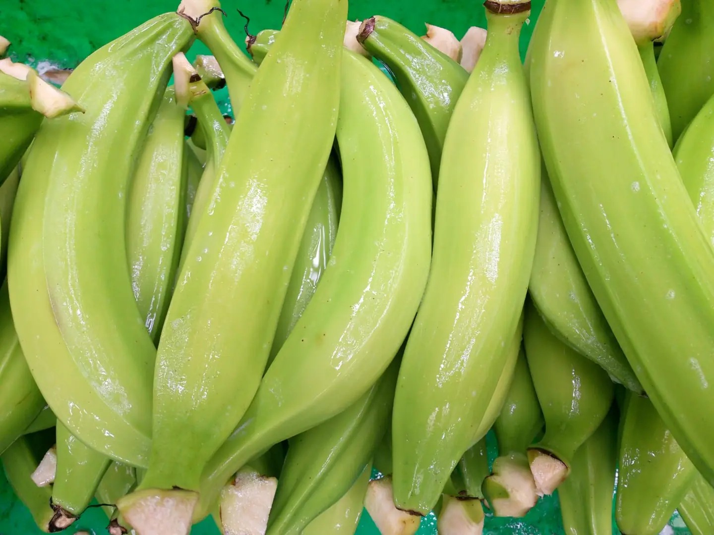 Plátano hartón verde de exportación