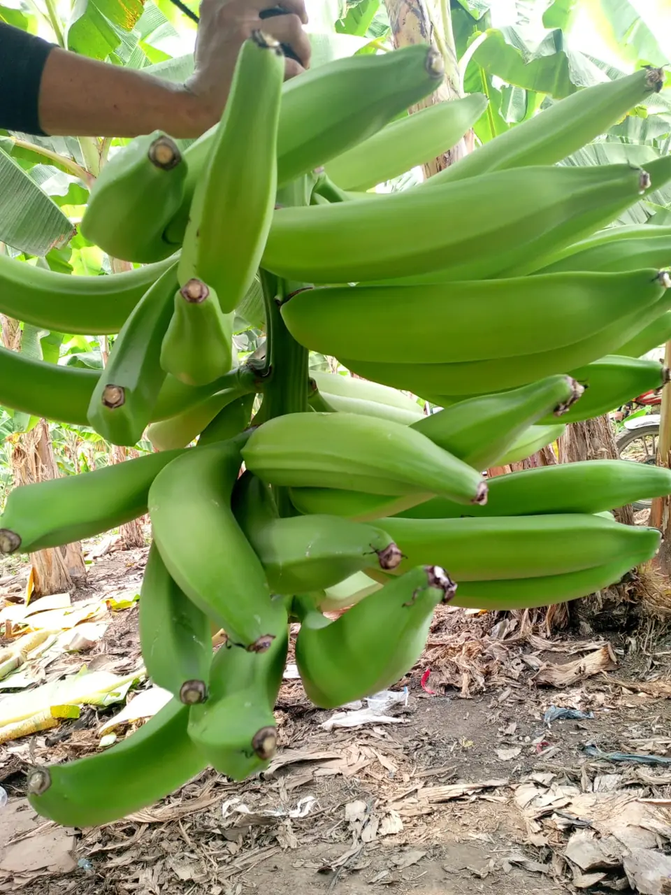 Racimo de plátano en la finca