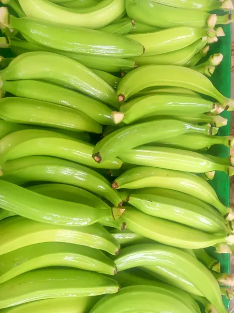 Racimo de plátano hartón en la planta