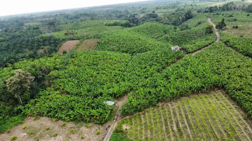 Technical visit to the palm plantation